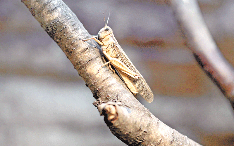 Famine looms as desert locusts head to bread basket counties