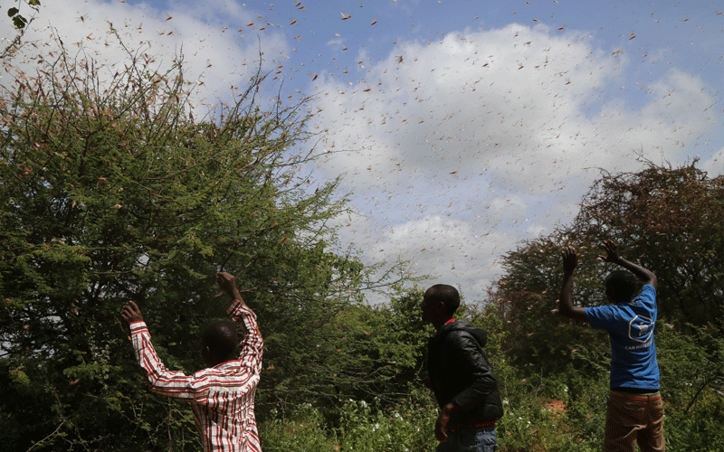 Farmers anxiety mounts  as desert locusts spread