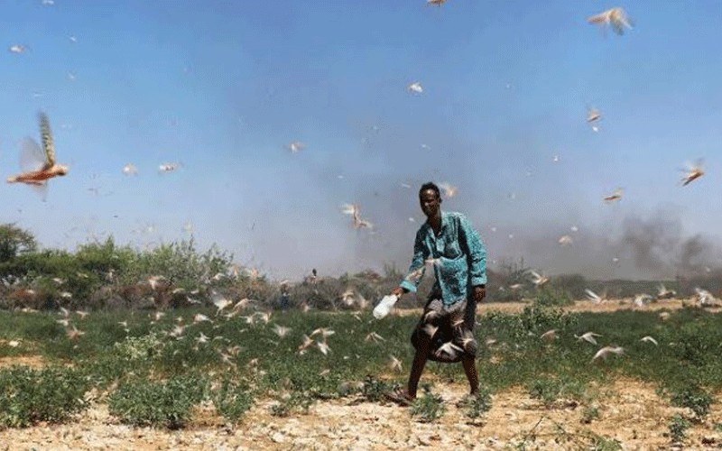 Kenya faces Sh13.6b in crop losses due to Corona, locusts