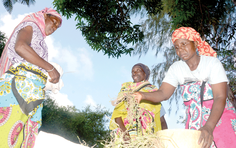 Kilifi, Taita women groups reap big from local forests