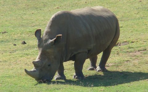 Scientists fertilise embryos that could save the northern white rhino from extinction