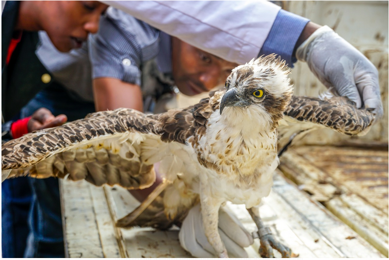 Osprey, the bird that flew from Finland to Siaya, expected to ‘return home’ in March