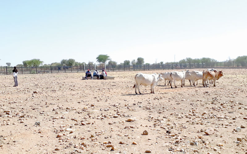 App helps pastoralists weather adverse climate