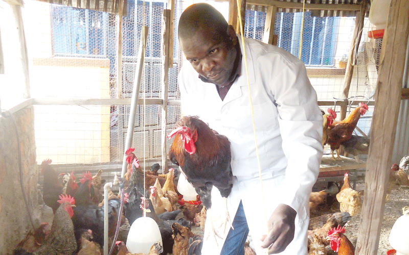 Poultry keeping hatches wealth for Kisumu farmer