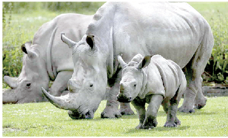 Kenyans will soon adopt, name wildlife for a charge