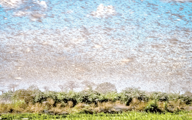 Woman travels over 150km to witness locust invasion in mother’s farm