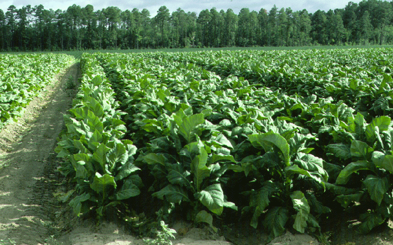 Climate talks a chance to call out tobacco industry