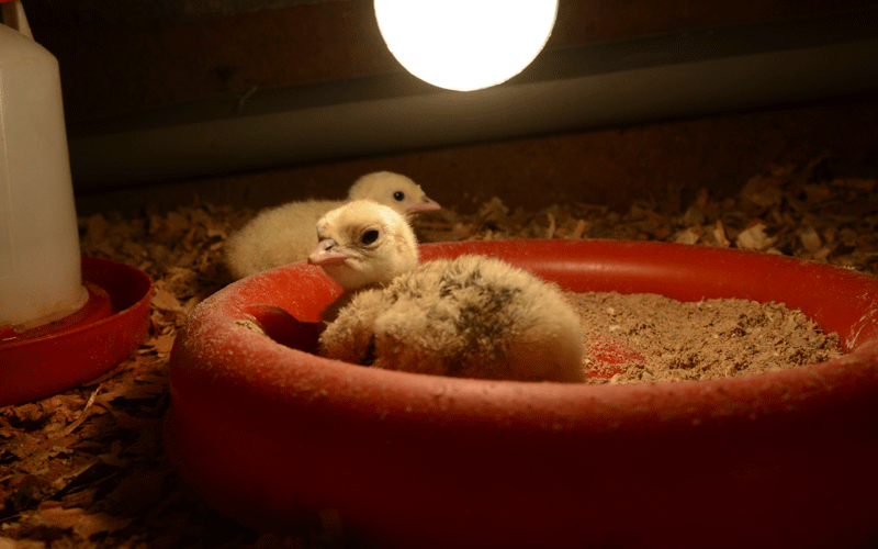 Lucrative business, rearing chicks, born out of turkey gift