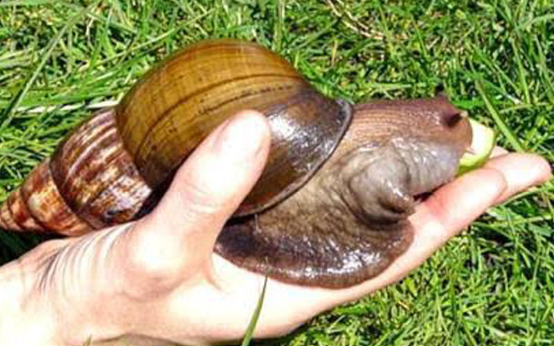 Using snails to make organic  fertilisers – and money