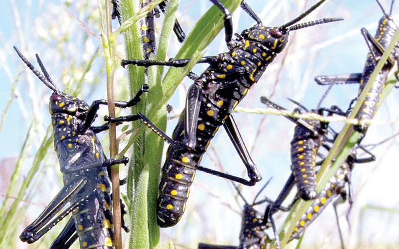 State to spend Sh300 million to fight desert locusts