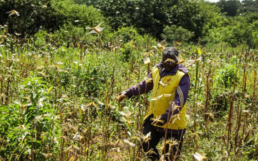 Sh100 million to sustain fight against desert locust invasion