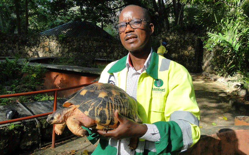 Rescue efforts offer hope for endangered tortoise