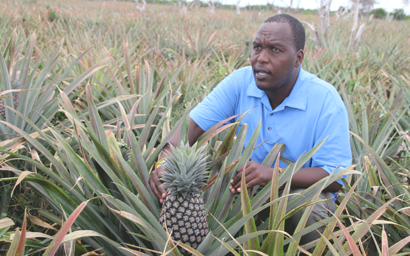 Pineapple farming gains traction in Kilifi county