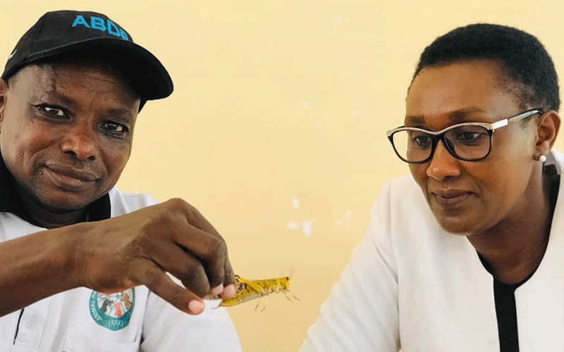Farmers’ fears as desert locusts now invade Kajiado