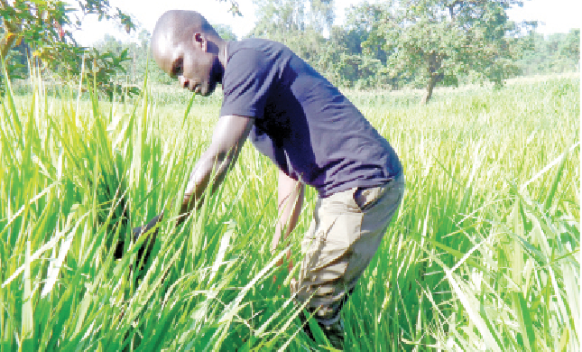 Nyanza farmers turn to richer brachiaria grass