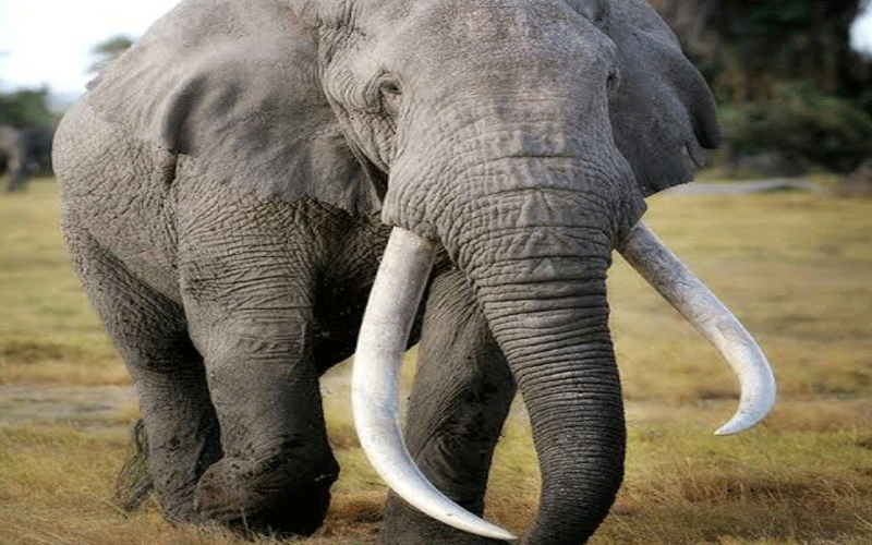 Kwale: Government official arrested with 35 kg elephant tusks