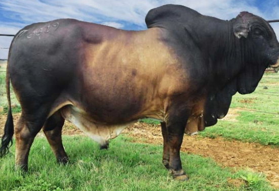 Tale of robbers who stole bull semen worth Sh5 million