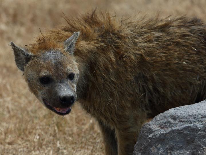 Hyenas maul third Juja Farm resident