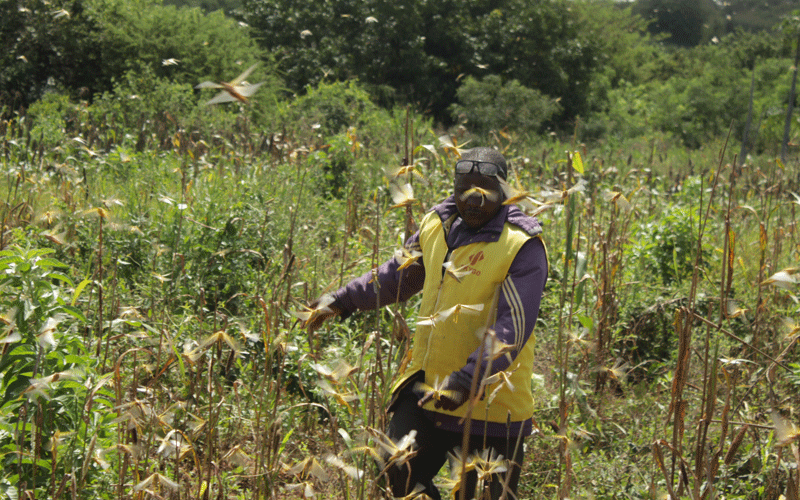 Spraying wipes out bands  of locusts nymphs in Kitui