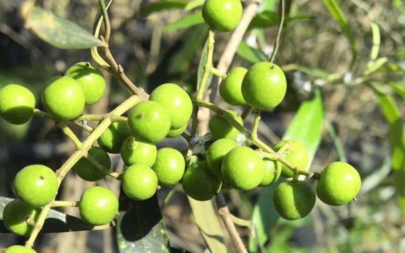 Plants face heightened risk of extinction, experts warn