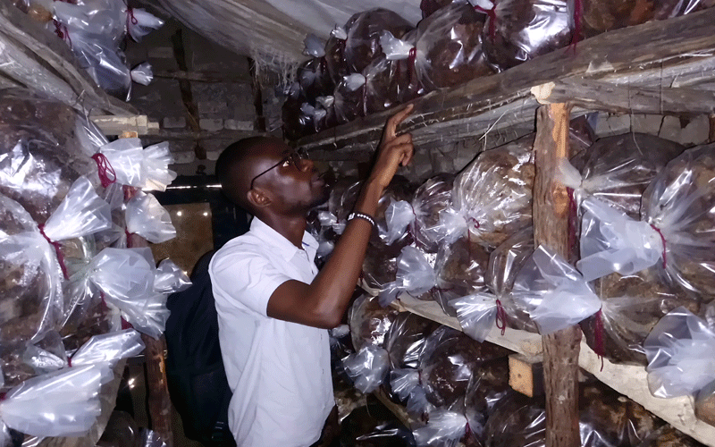 How resilient youth engineered his way into mushroom farming