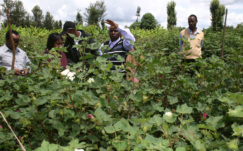 State to establish 1,000 Bt cotton exhibition farms