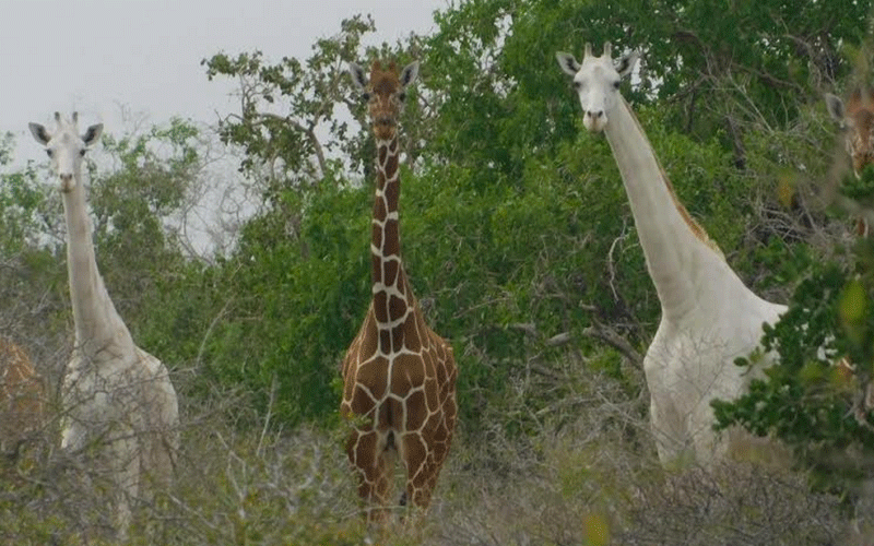 Poachers kill Kenya’s only white female giraffe, her calf in Garissa