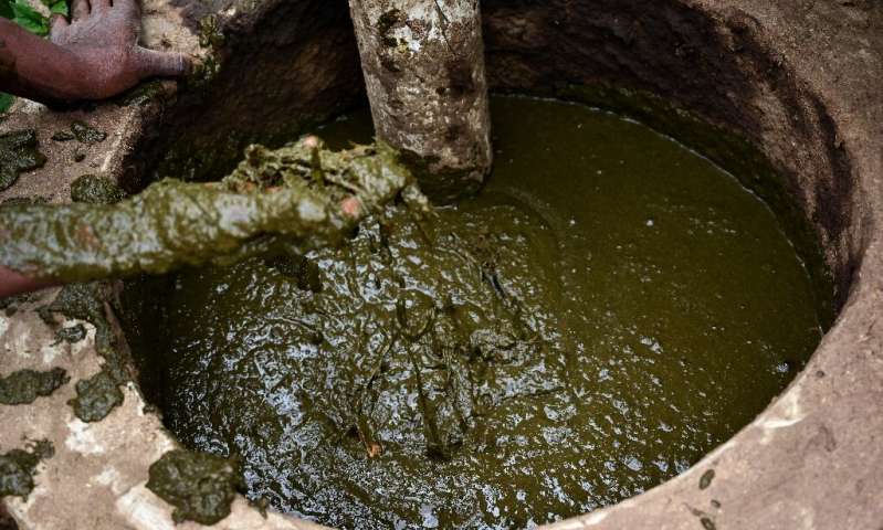 Politician prescribes cow dung and urine as cure for coronavirus