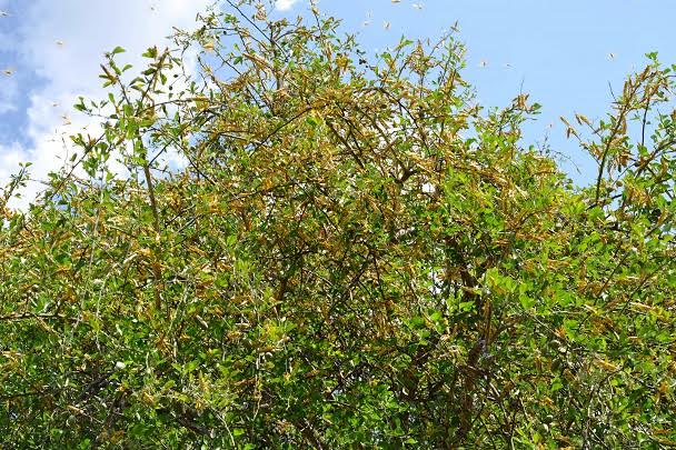 Uganda battles large swarms of locusts amid COVID-19 lockdown