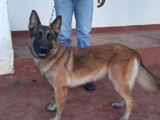Angry landlord unleashes hunting dogs on woman