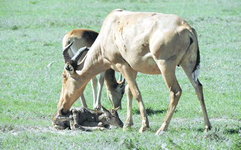 Turning the tide for endangered hartebeest