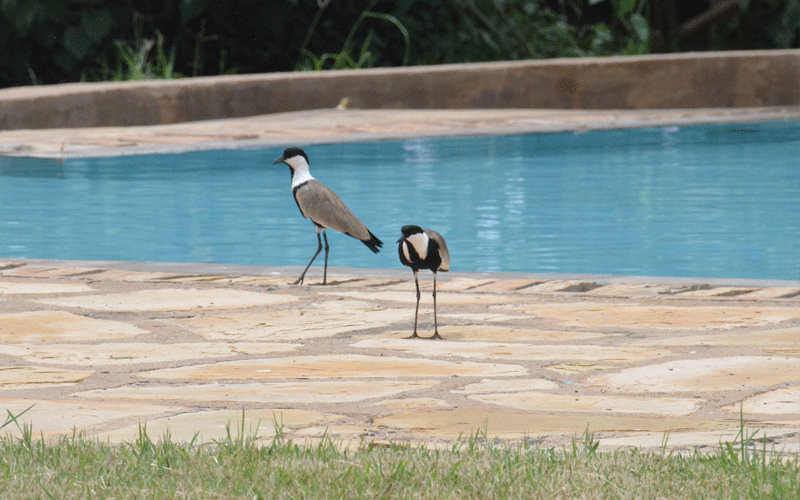 Dark Easter whirls in Tsavo as coronavirus lacerates tourism