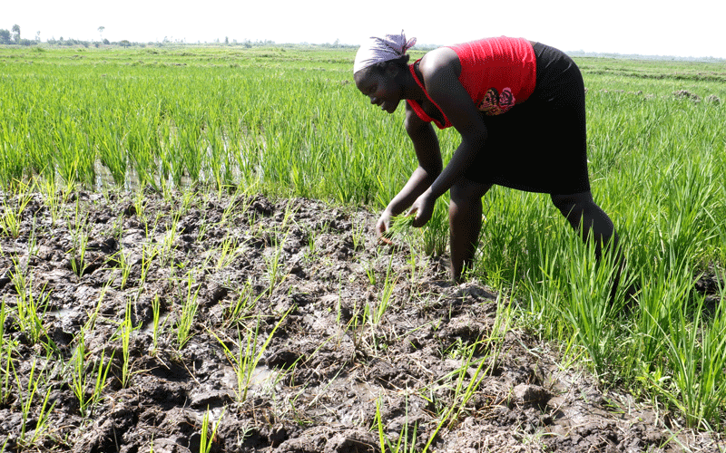 Coronavirus bug bites Ahero Ahero Irrigation Scheme  farmers