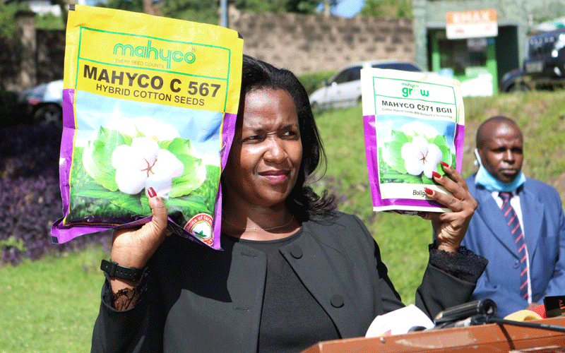 Kenya becomes sixth African country to embrace Bt cotton