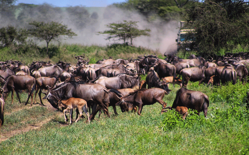 Calving season in Serengeti National Park ends