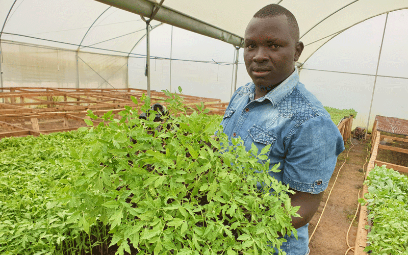 Seed propagation takes  root in Nyandarua county