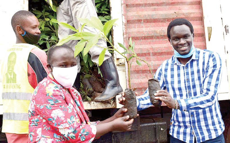 Kinoo MCA helps residents boost avocado production