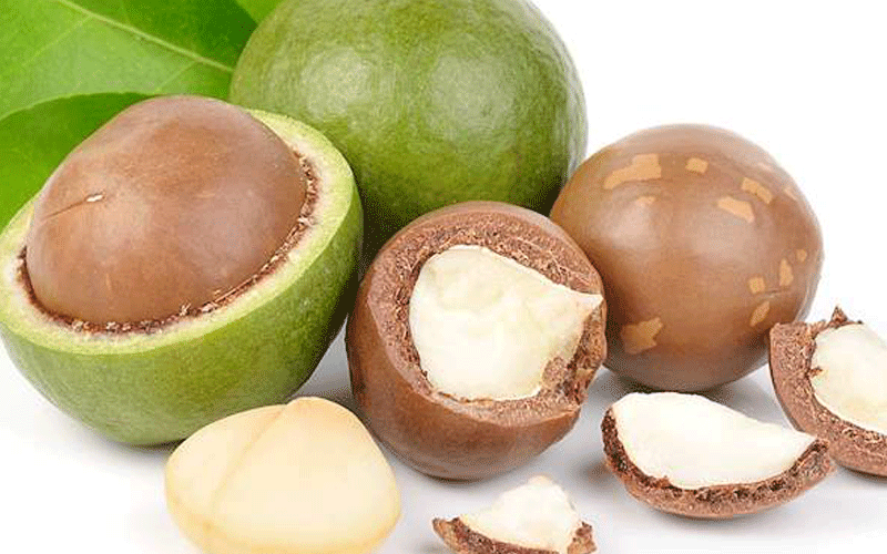 Macadamia the new ‘brown gold’ as global demand rises