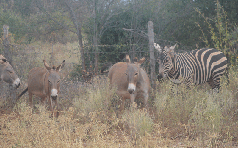 Donkey owners petition the President to close abattoirs