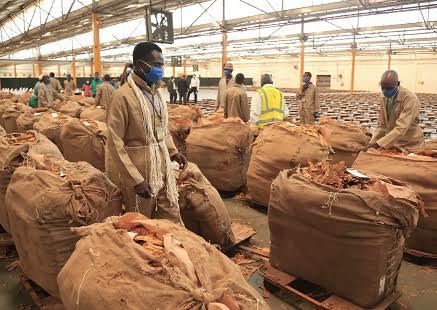 Zimbabwe’s 2020 tobacco marketing season kicks off