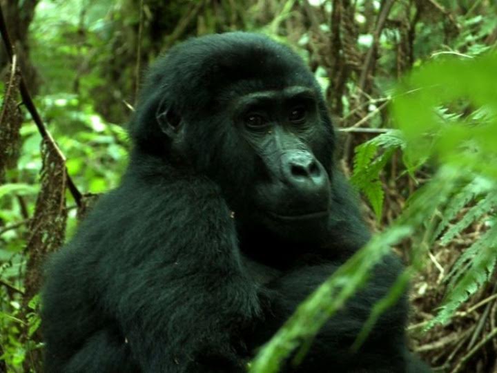 Two mountain gorillas born in Uganda