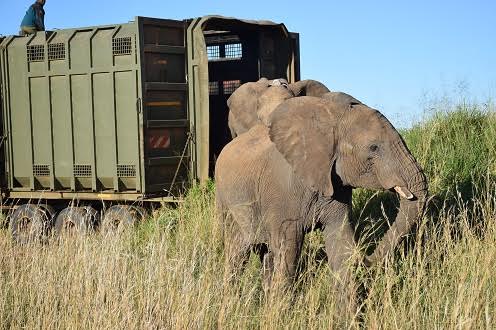 New tricks paralyse efforts to end illegal wildlife trade