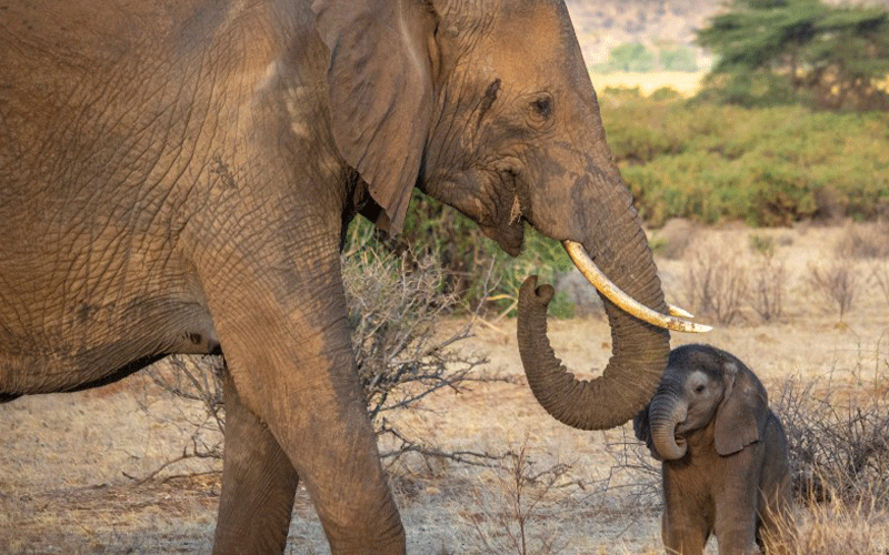 Gnus rumble from Northern Tanzania