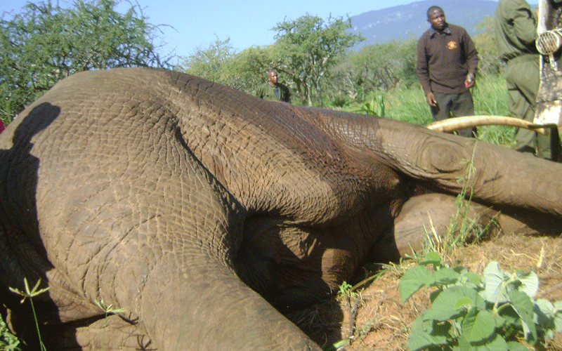 Poachers take advantage of Corona to encroach on parks