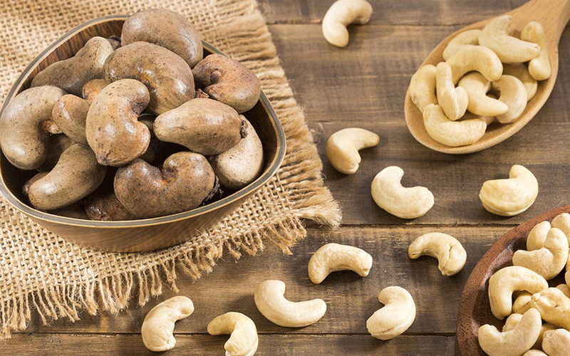 Why cashew nut farmers wallow in sordid poverty