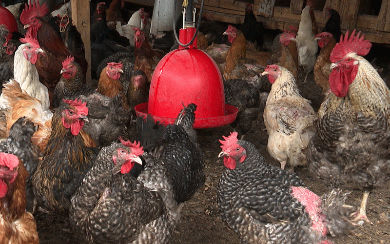 Chicken farmers grapple with high production costs, low market prices