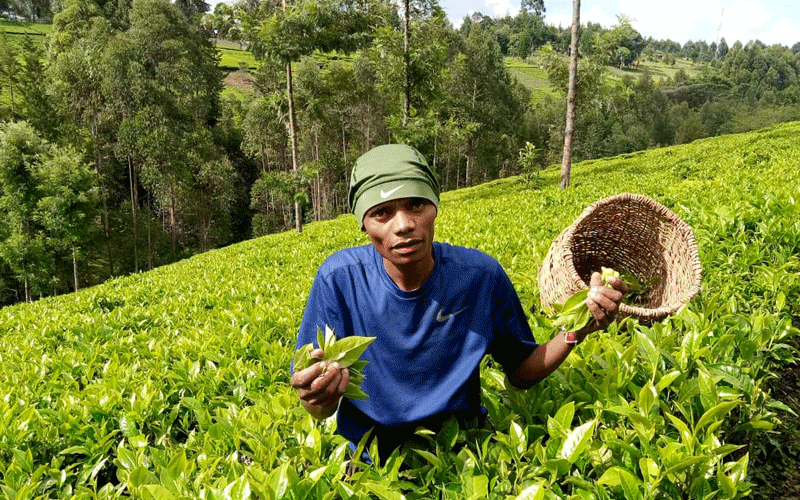 Rotterdam road king engages in tea picking to kill Covid-19 apathy