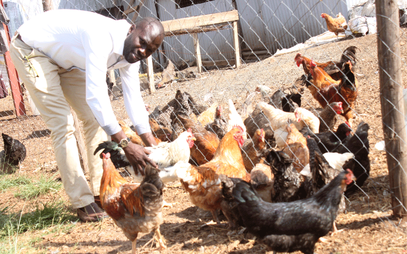 Kisumu poultry farmers reel from Covid-19 crisis impact