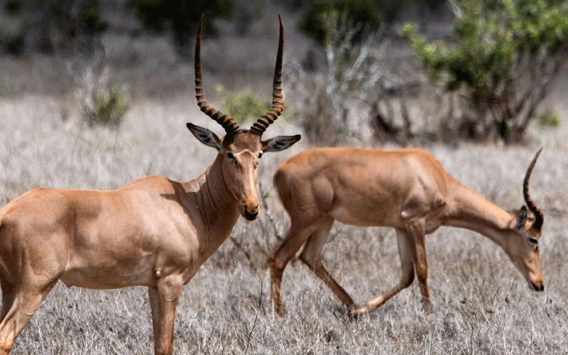 Championing for the rare antelope, and winning