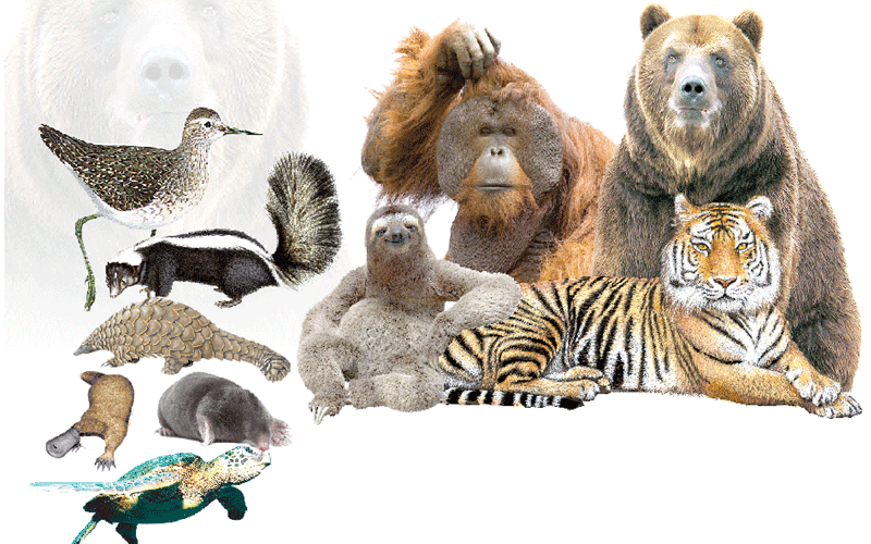 Ten Animals that have mastered social distancing